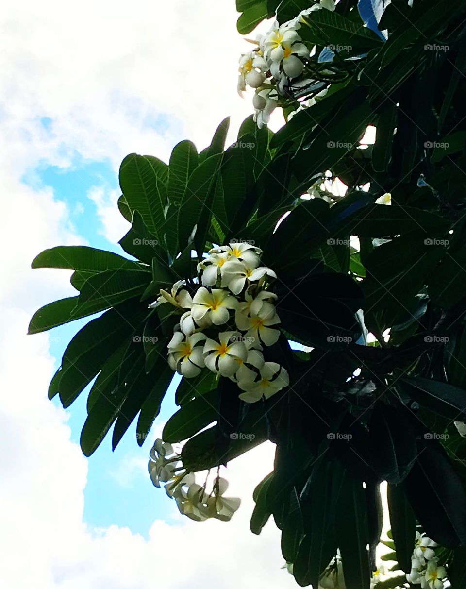 Plumeria Flower