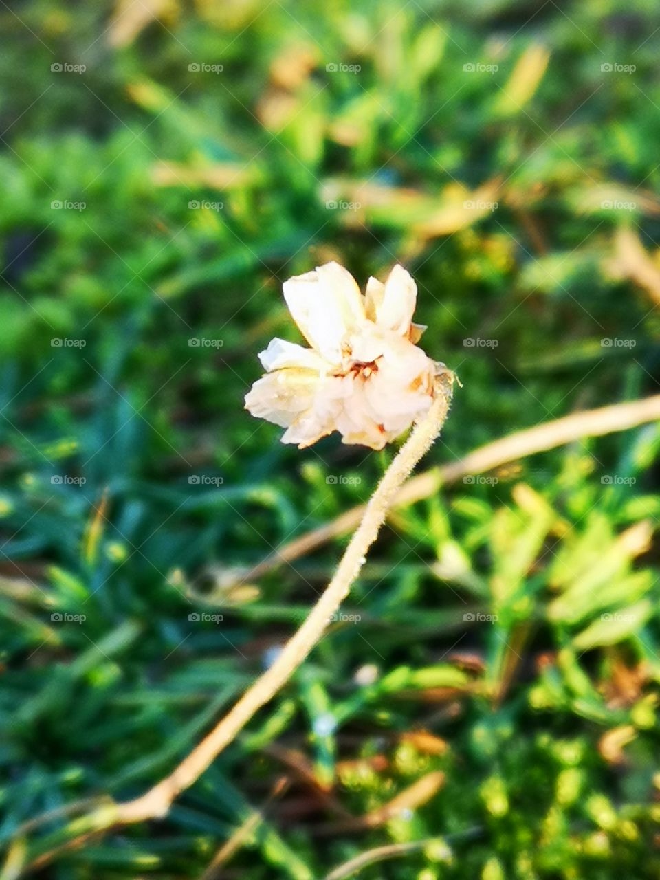 Winter flower close up