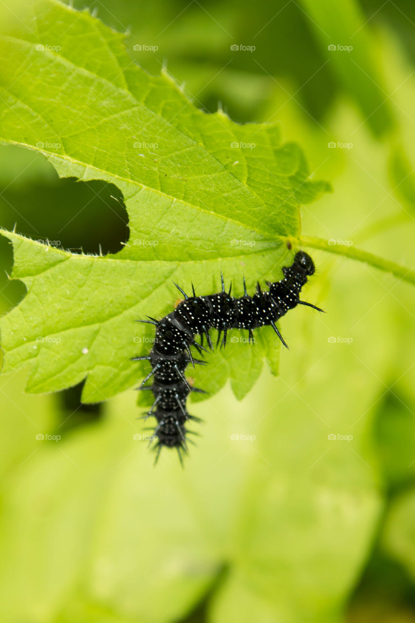 Nature, Insect, Leaf, Caterpillar, Summer