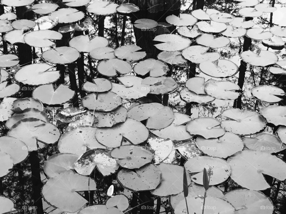 Lily pads