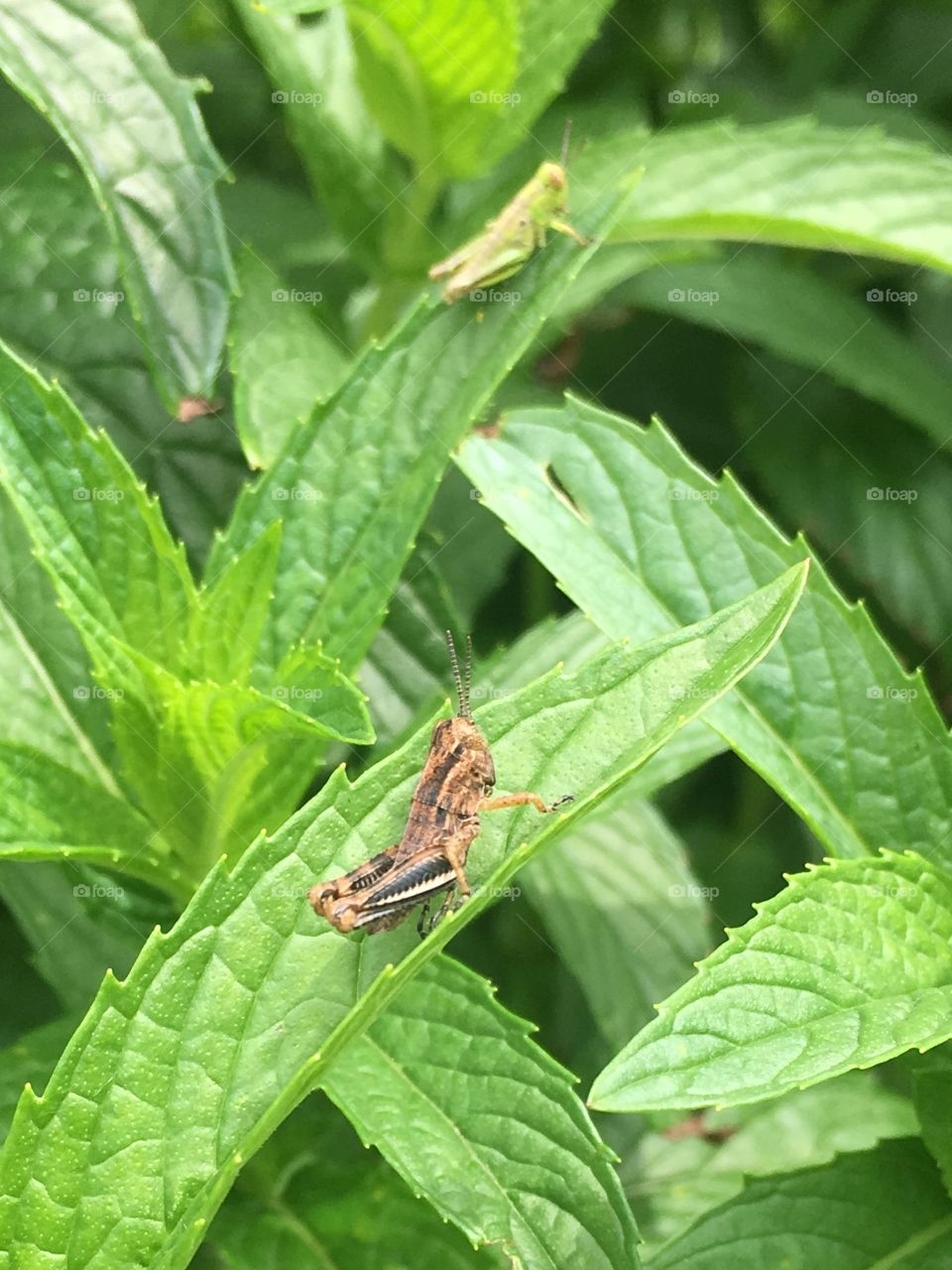 Grasshopper babies on mint leaves 