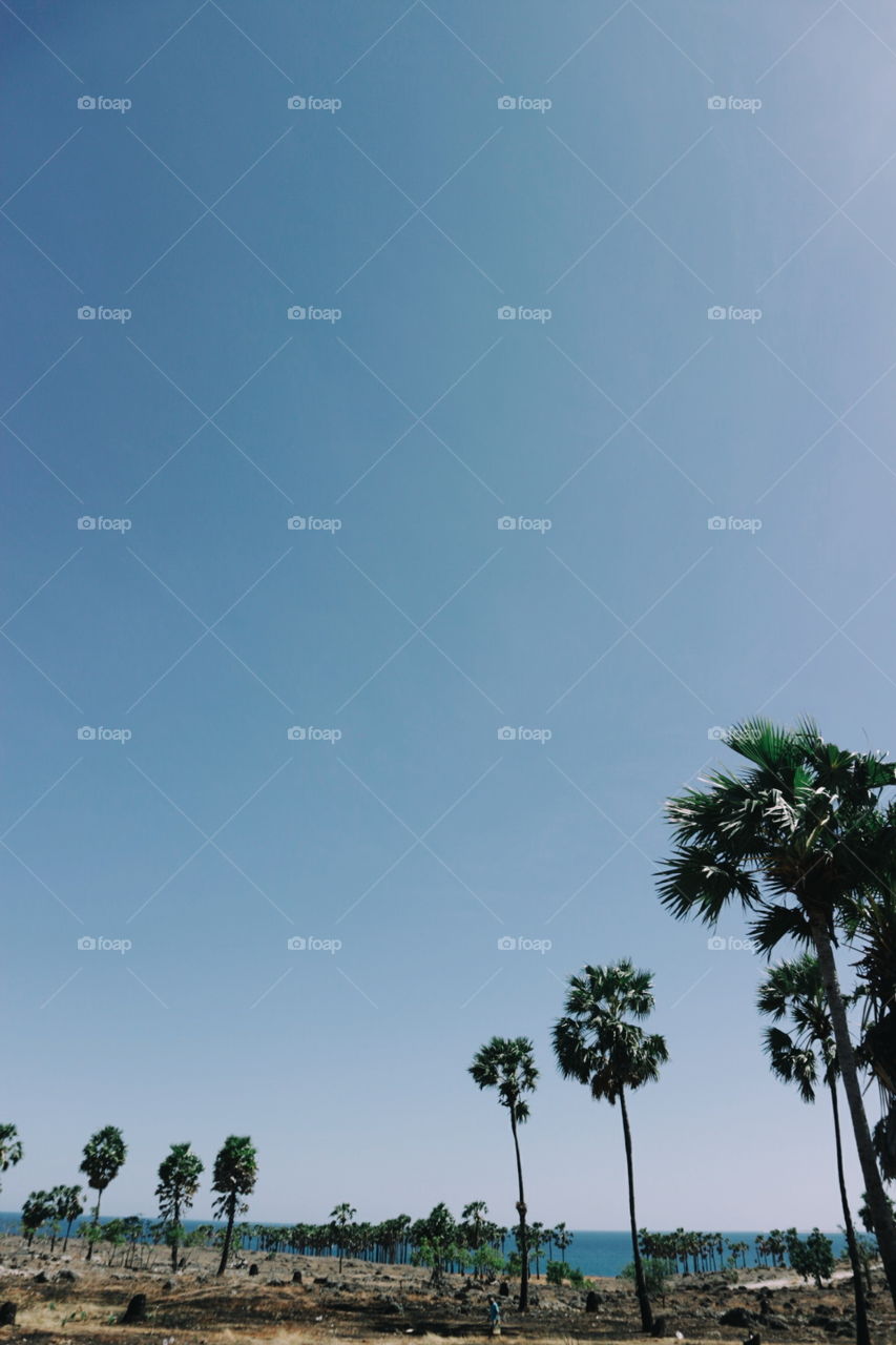 Tree, No Person, Sky, Nature, Travel