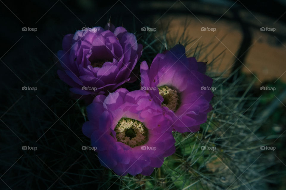 Purple Cactus 