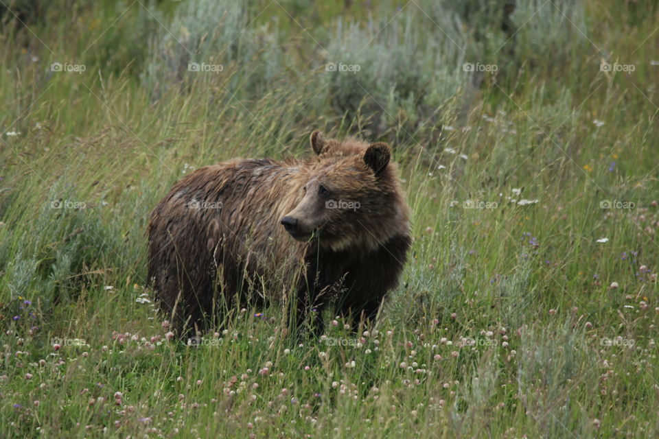 Looking for food in Yellowstone 