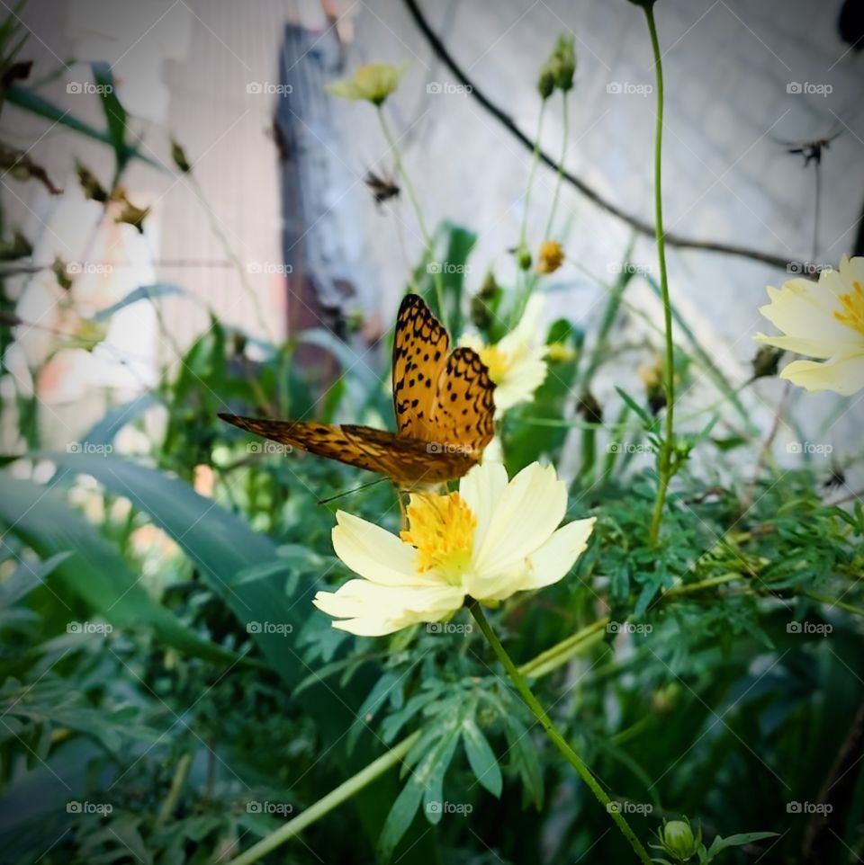 Butterfly 