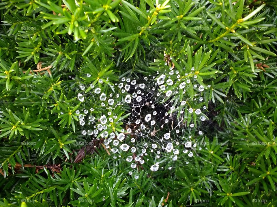 spiders love the rain