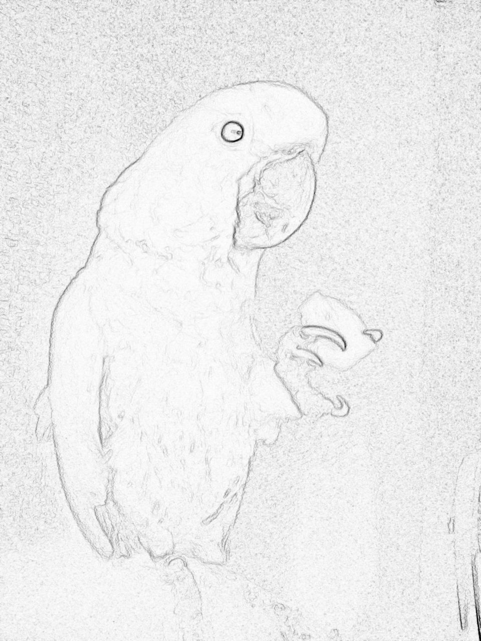 Cockatoo eating 