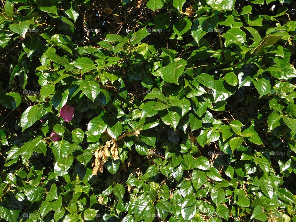 leaves