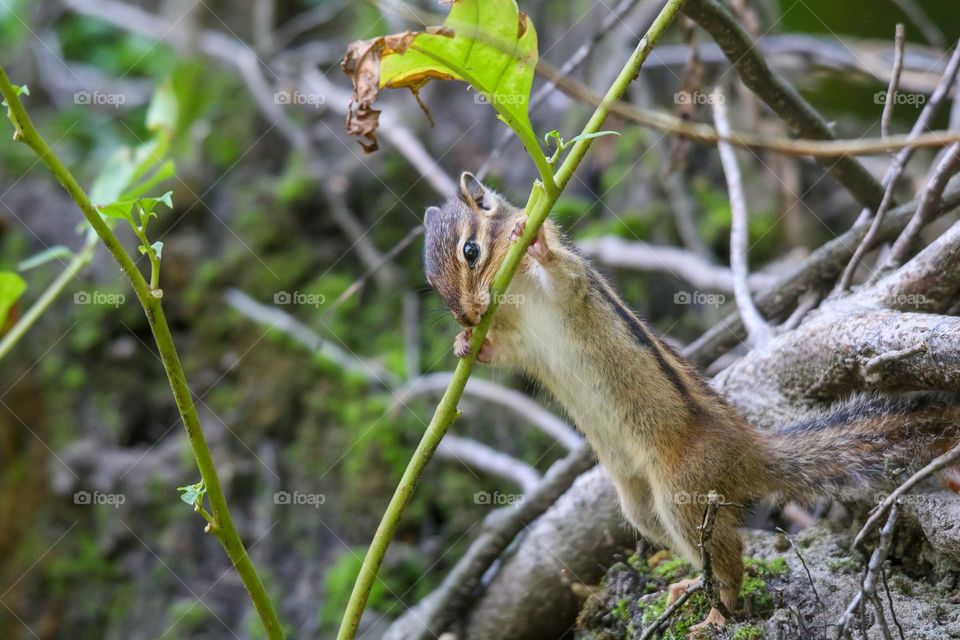 Cute chipmunk in the forest