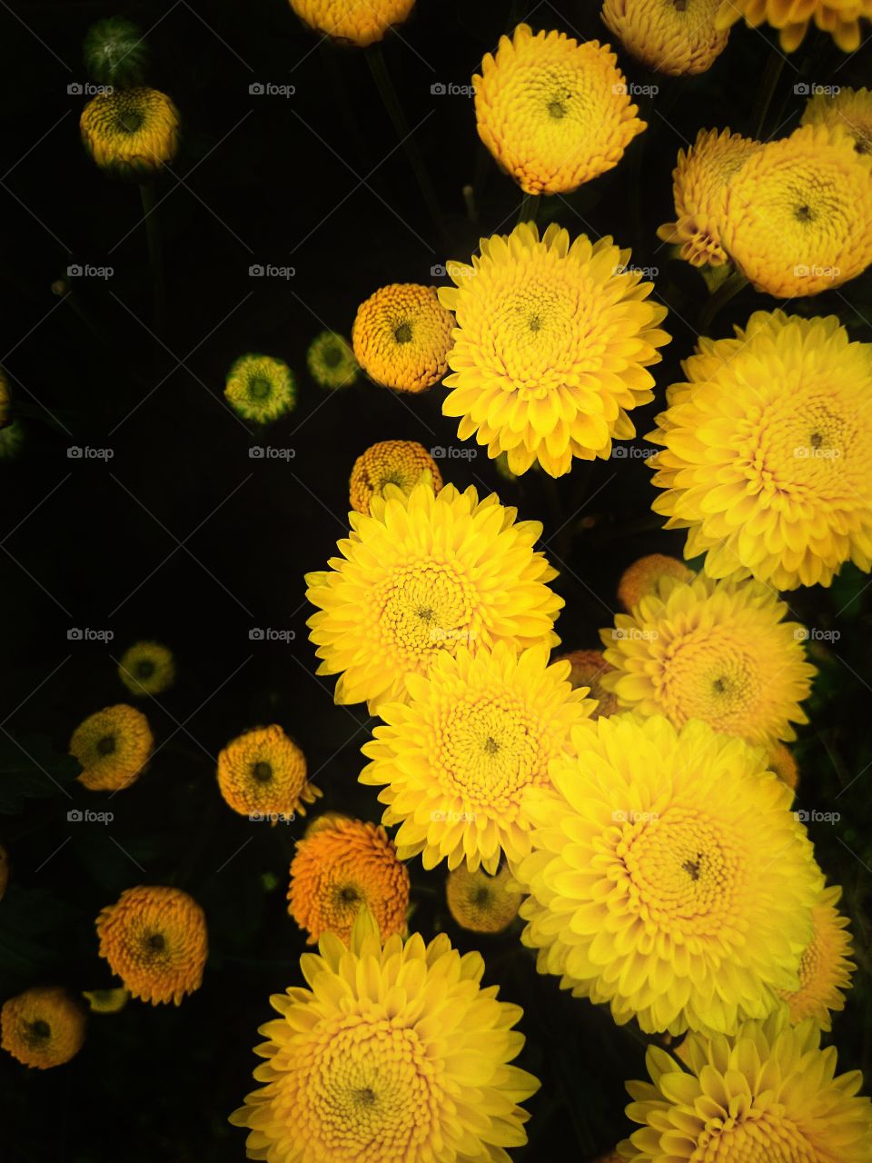 yellow flower. Chrysanthemum, yellow flower, garden
