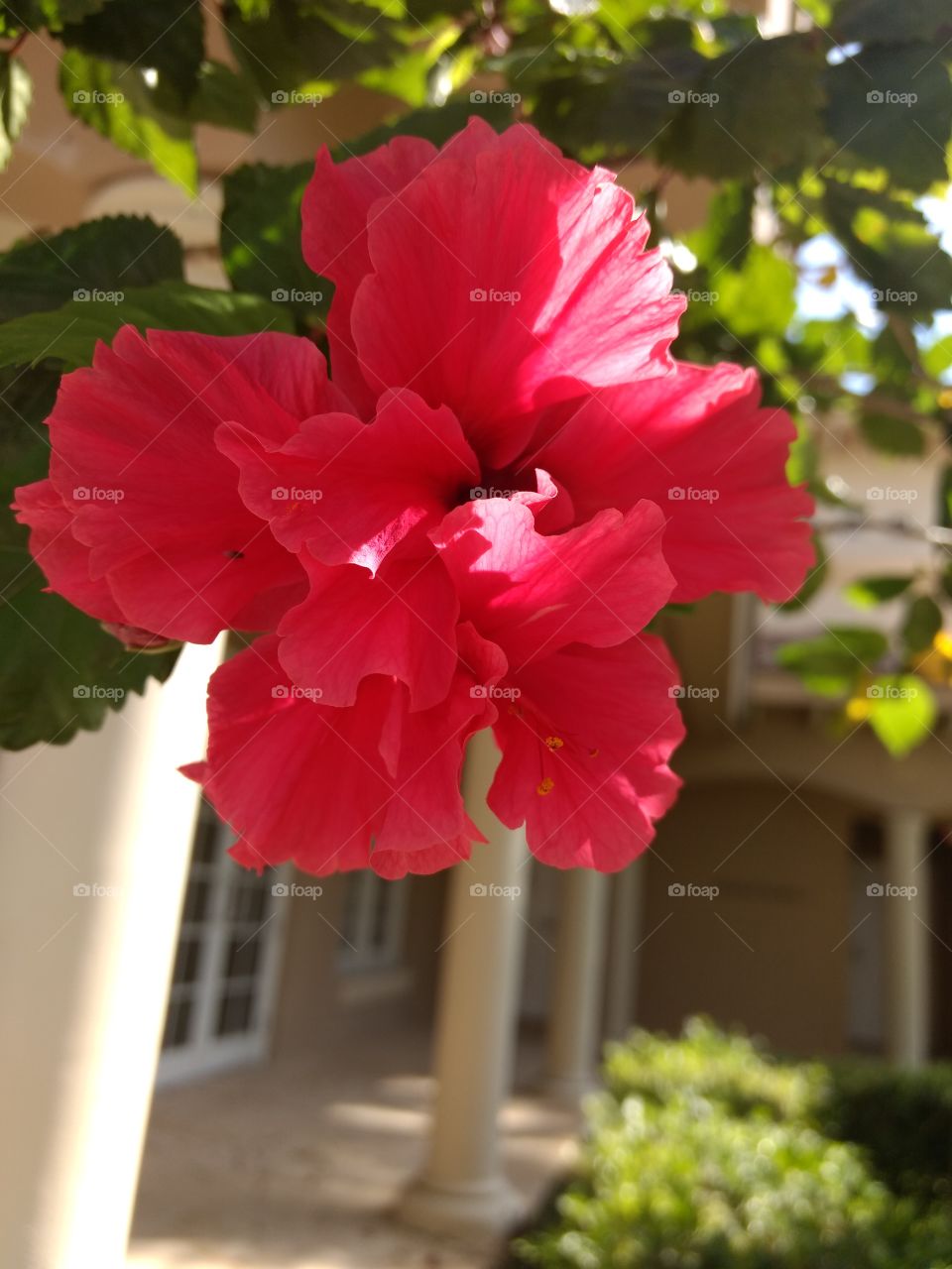 Hibiscus