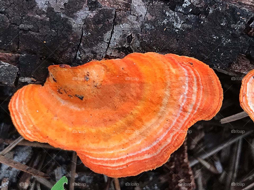 Creative texture-colorful fungus 