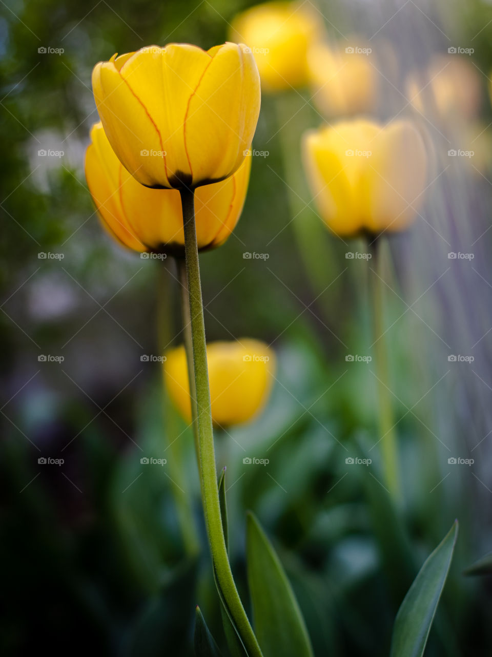 Yellow tulips