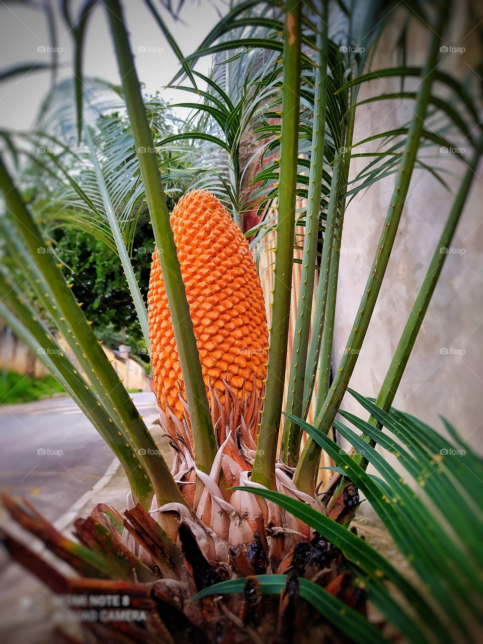 um pinheiro pequeno no passeio da calçada destacando esse fruto laranja no meio parecendo um abacaxi