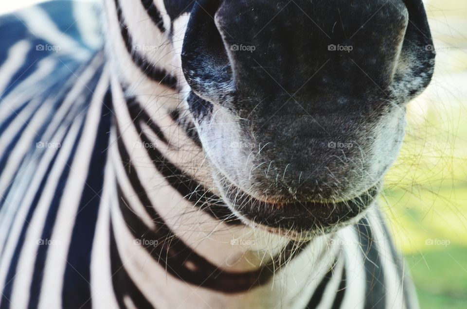zebra