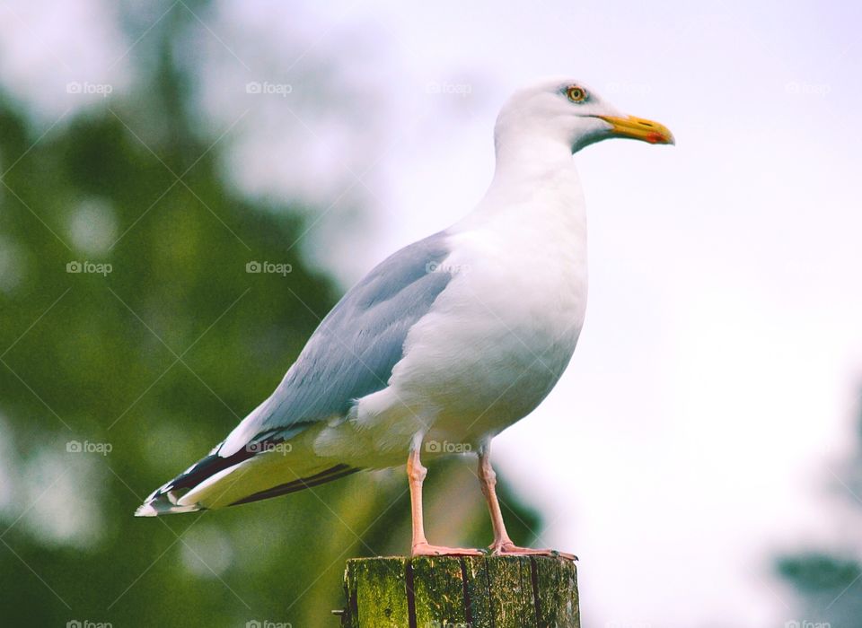 Seagull perching on wood