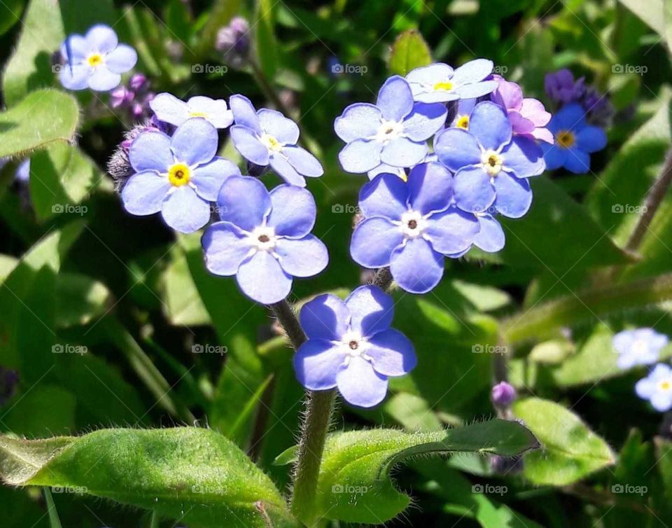 Forget-me-not tiny little pale blue flowers in the shape of a heart