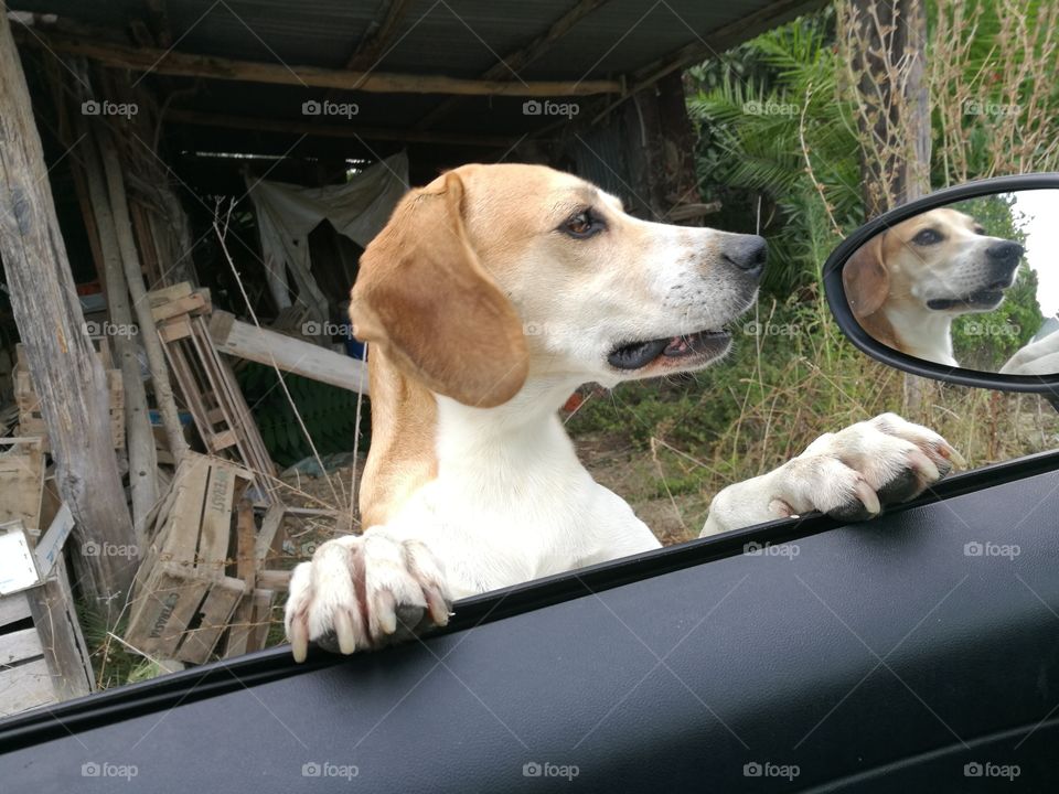 My dog ​​waits for me to get out of the car to go to the park