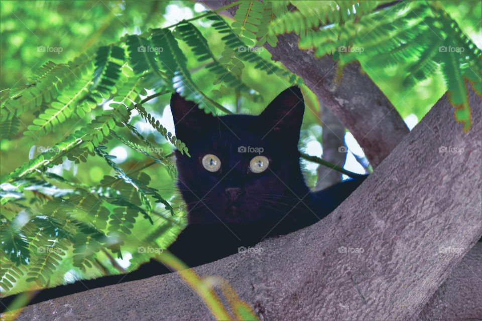 Gato preto/Black cat.