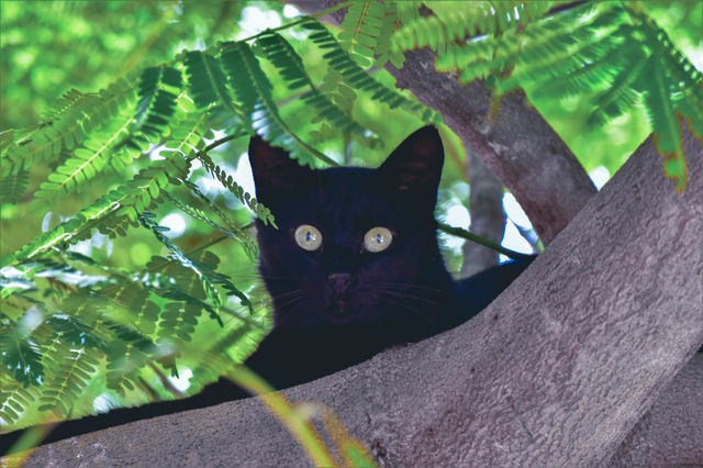 Gato preto/Black cat.