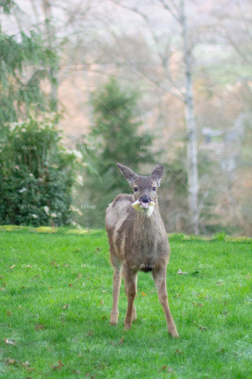 Little fawn enjoying a nice spring snack 