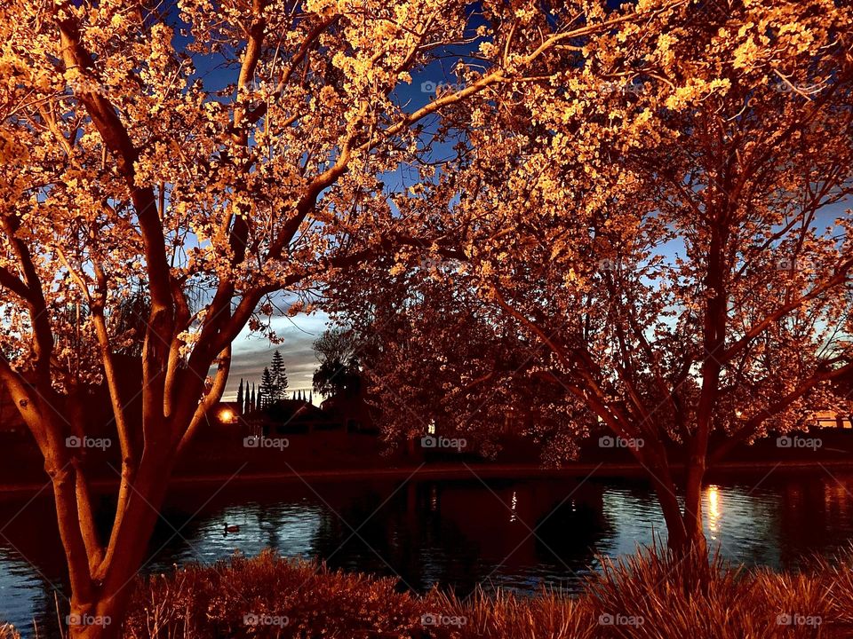 Evening under trees and lights at the pond 