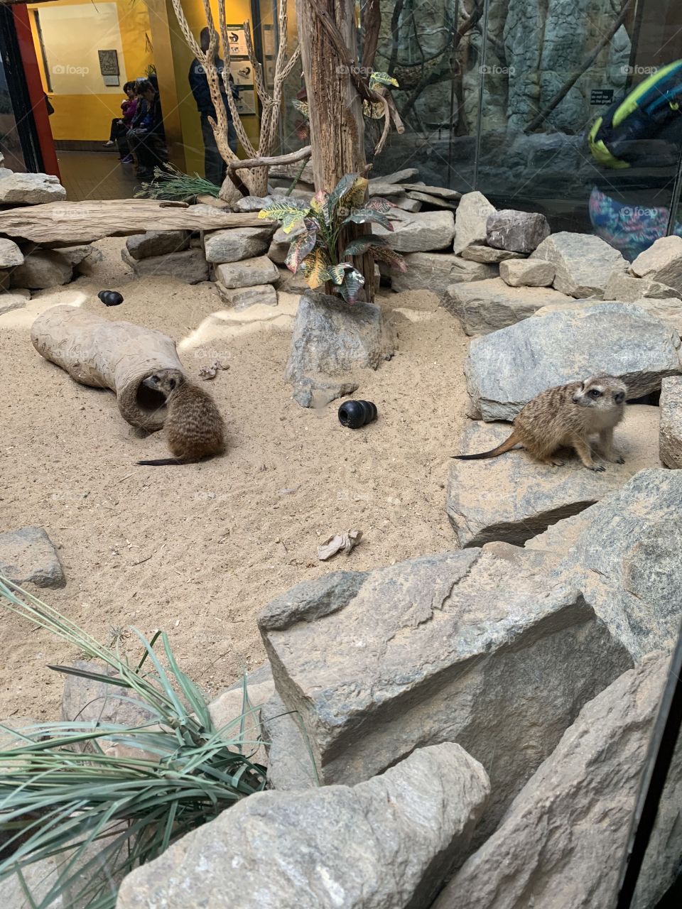 Meerkats at the National Zoo
