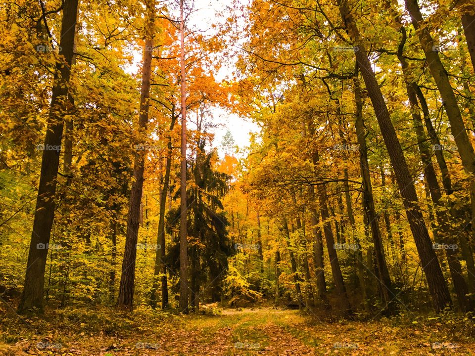 Autumn trees in forest