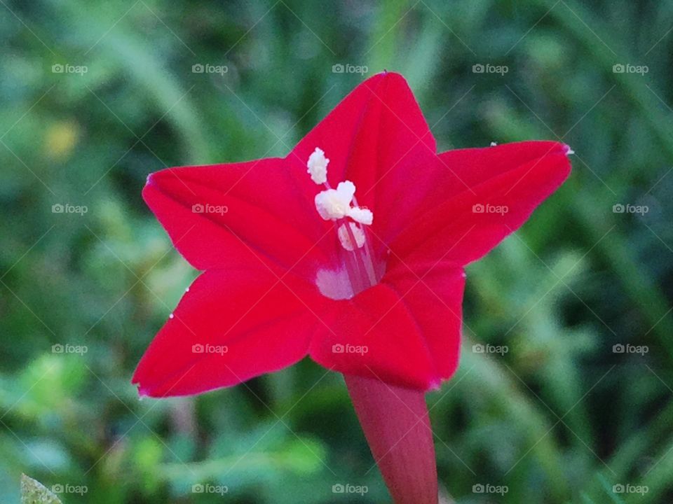 Red flower 