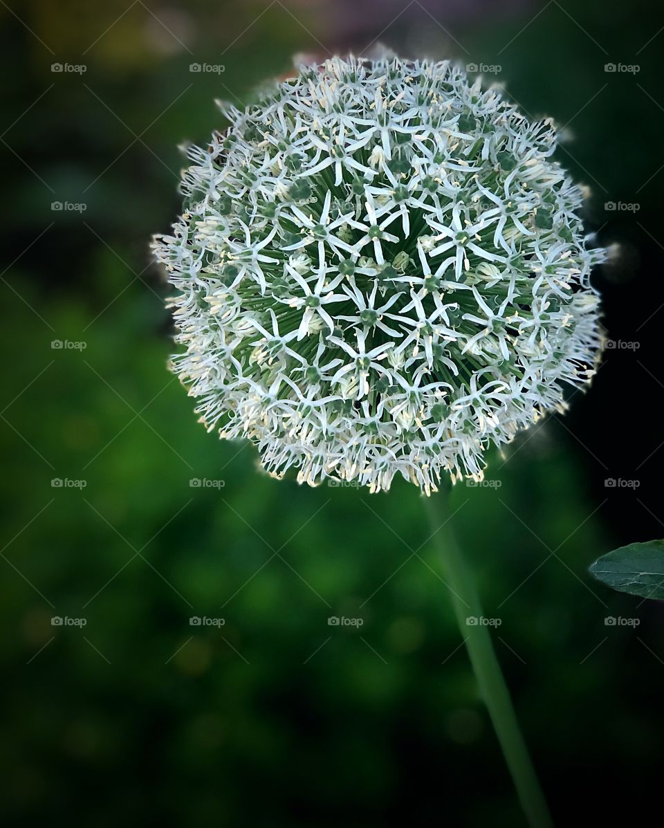 White globe flower