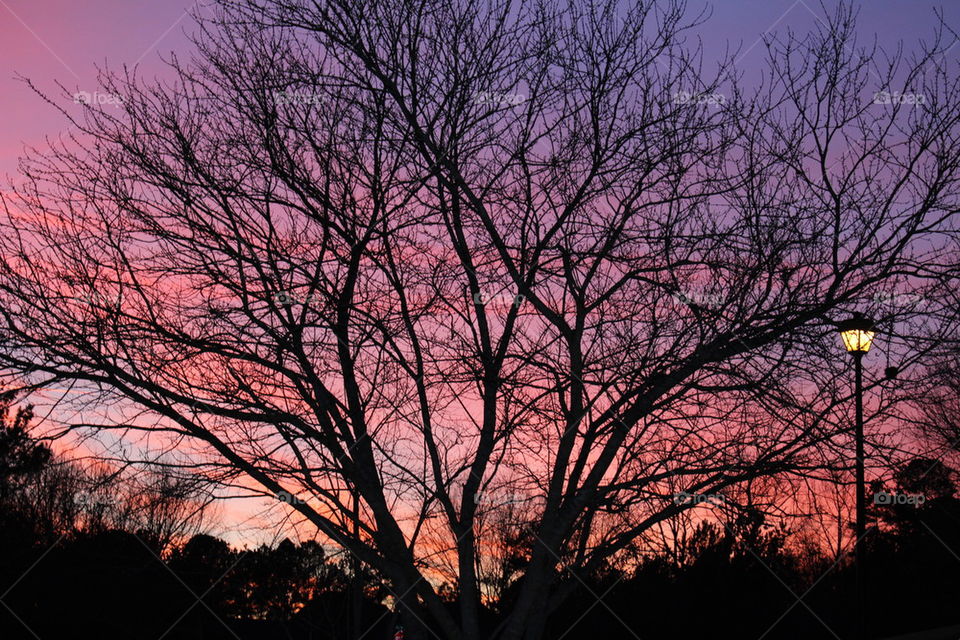 Bare tree in the sunset