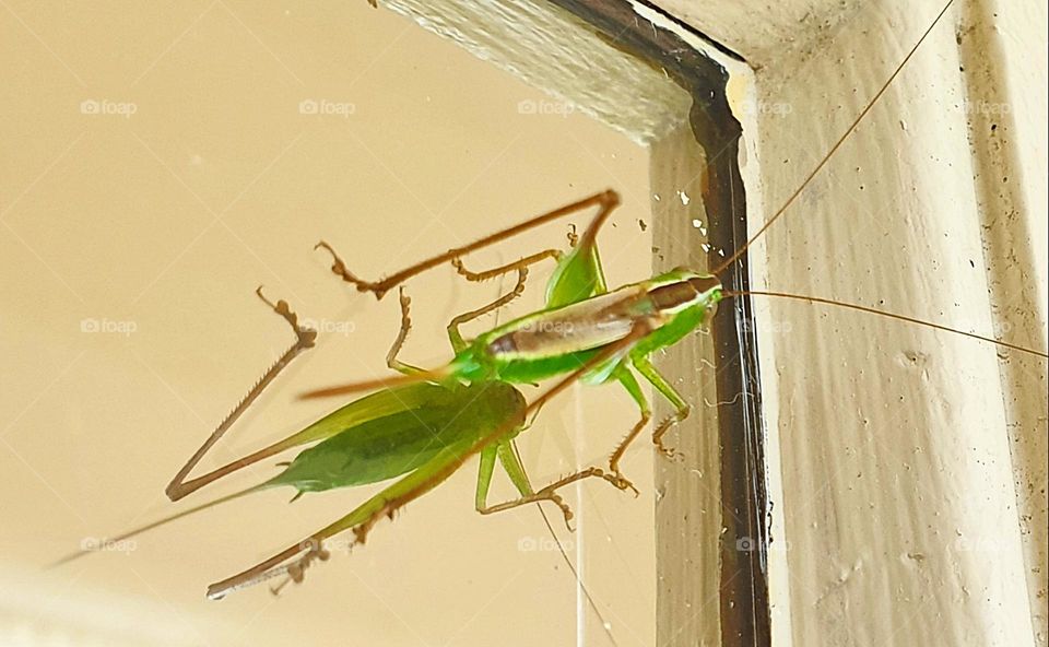 middle Eastern crickets