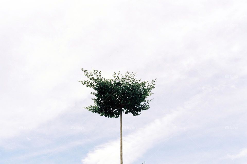 tree