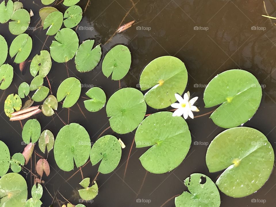 Lotus blooms in muddy waters