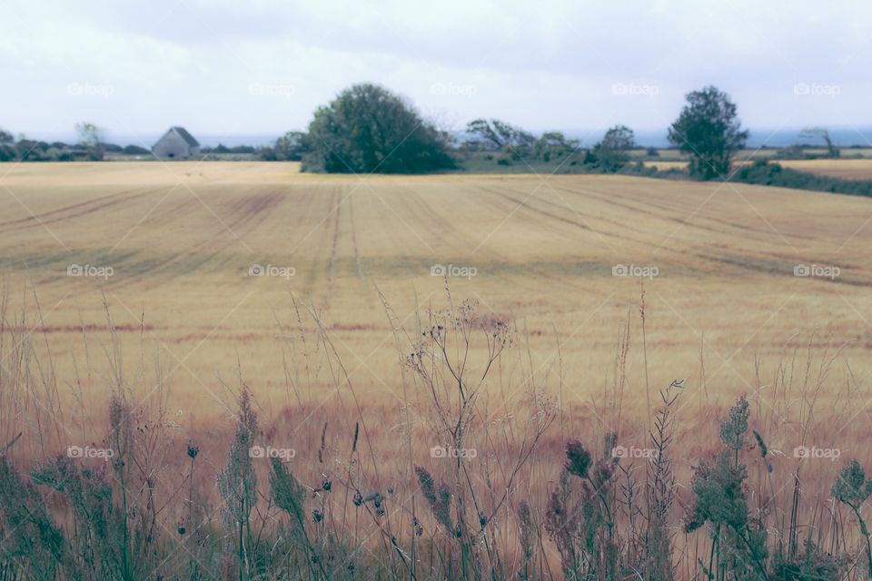 Nature meadow