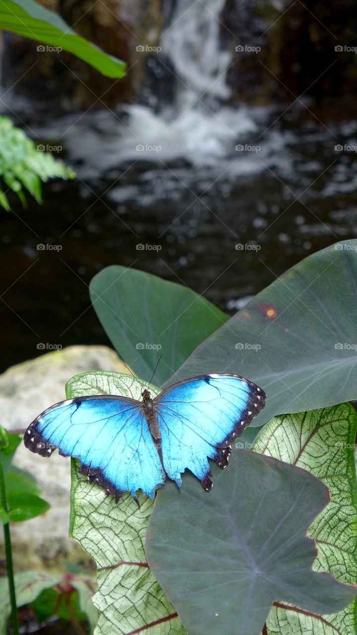 Blu morpho butterfly 