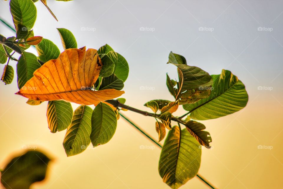 tree leaves in sunlight