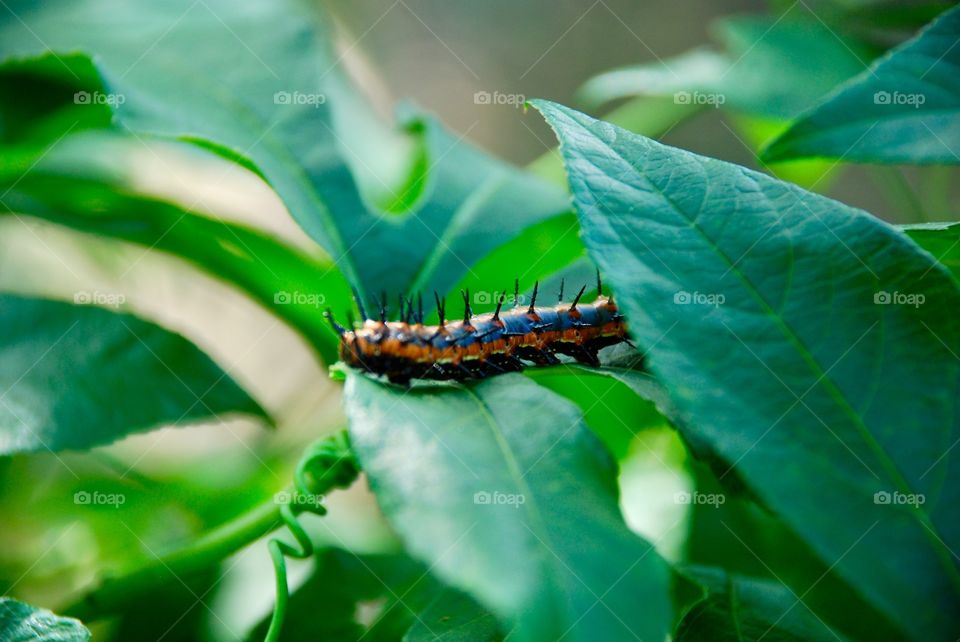 Agraulis vanillae caterpillar 