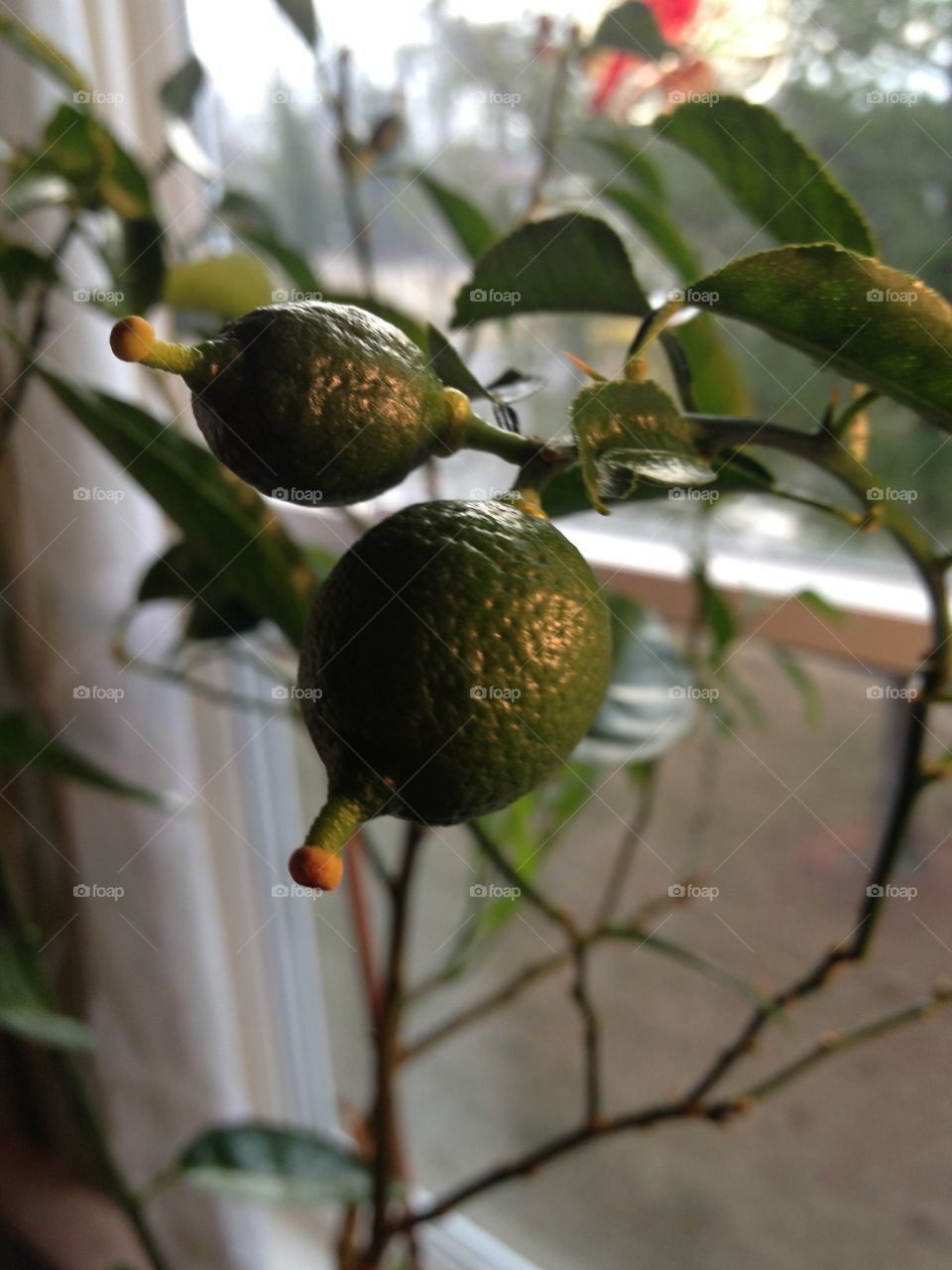 Baby limes. Key limes growing on my little tree 