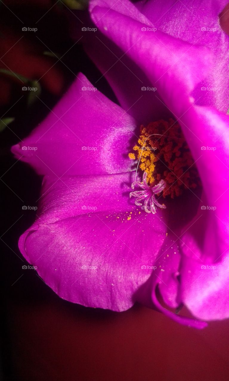 ¡¡¡¡vida,vida,vida!!!!