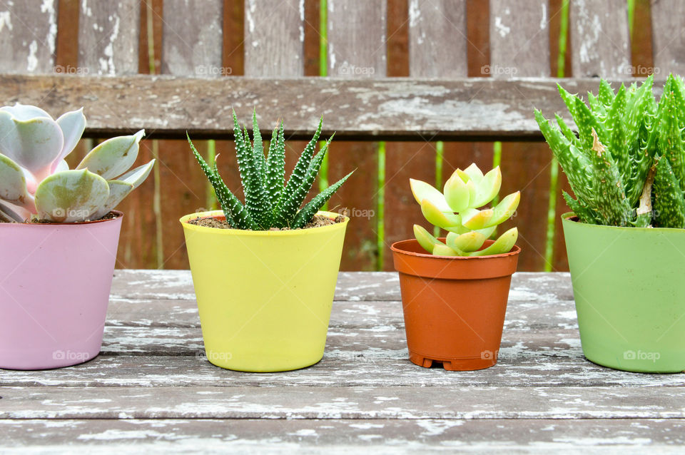 Row of individually potted, small cactus on a rustic wooden bench