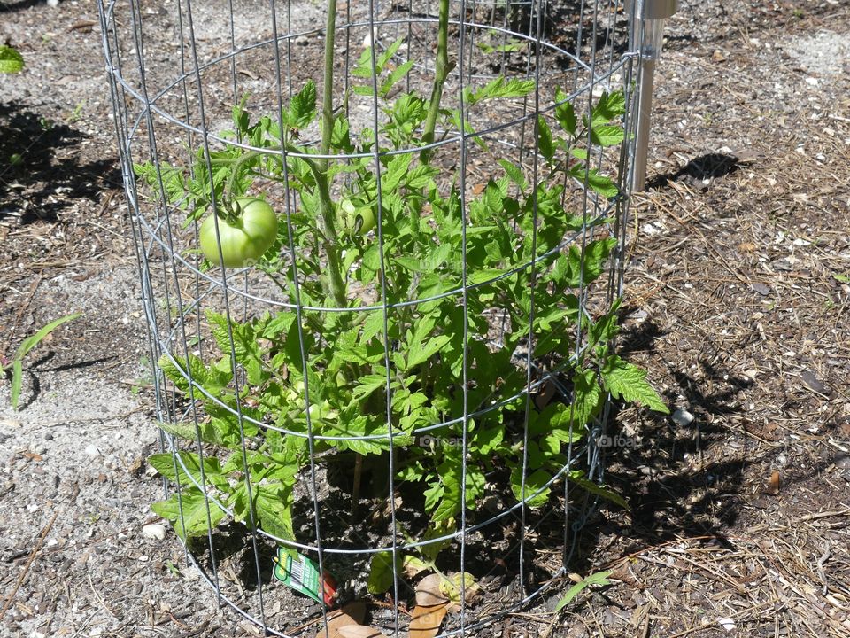 Caged tomato plant