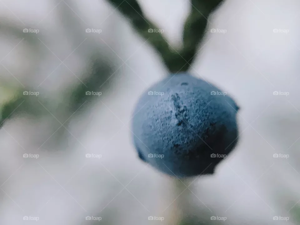 Berries