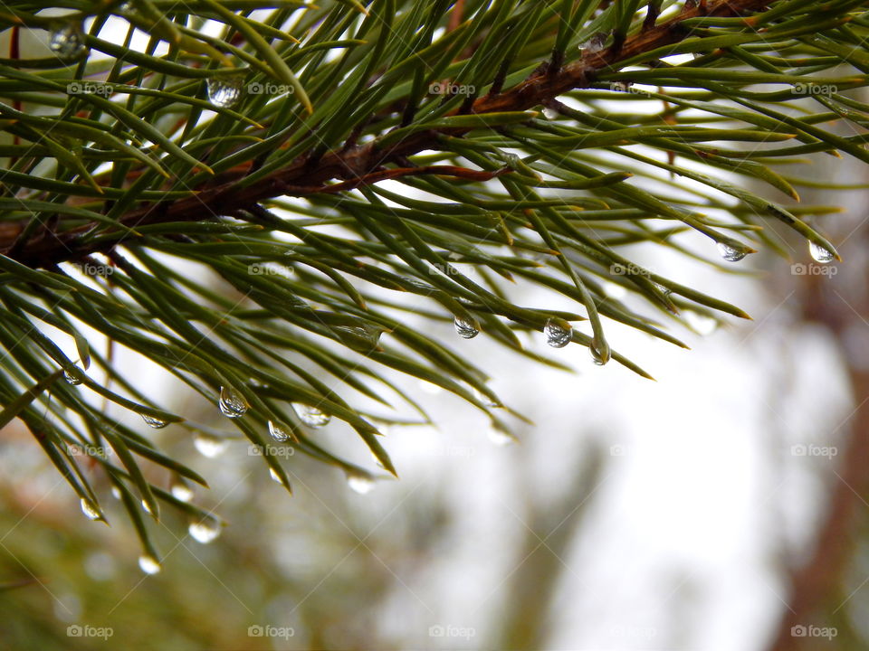 Spruce needles coating with water