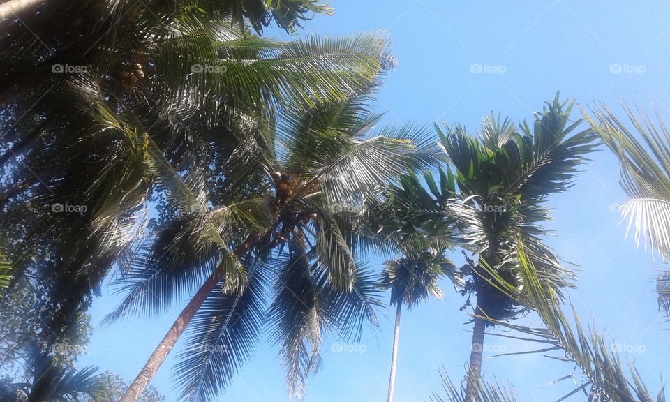 standing coconut trees with blue sky