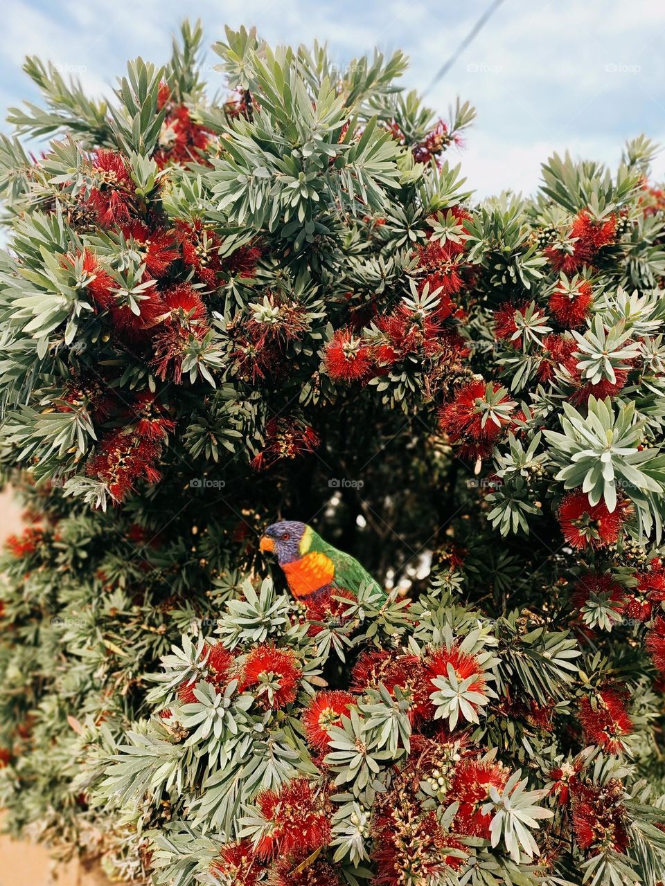 A multicolored parrot in a flowering bush on a summer day, nobody 