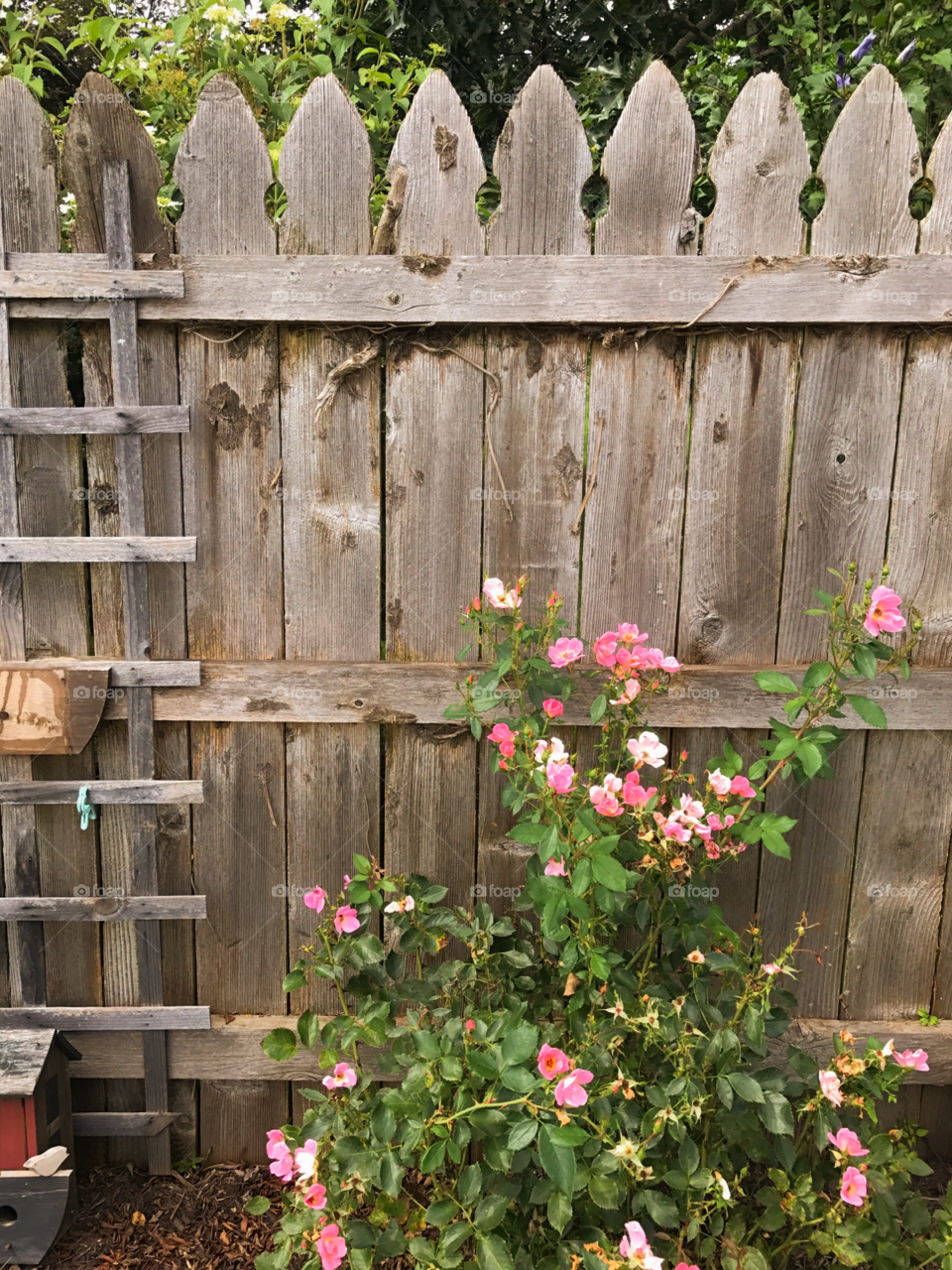 A bountiful bush of pink flowers grows along a garden fence.