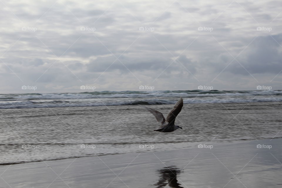 Pacific reflection 