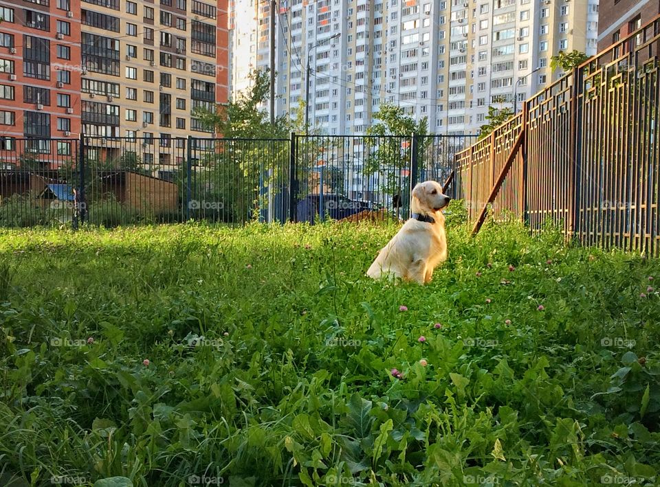 This is a neighborhood where I live. Took my dog out when he saw another dog behind a fence. 