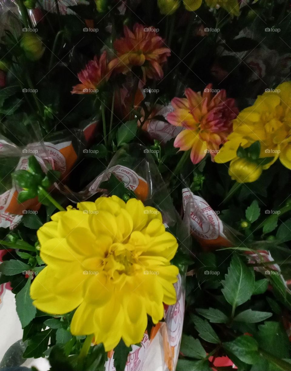 Dáhlias flores belas e encantadoras, originárias do Mexico. Os índios daquela região foram os primeiros a cultivar dálias, ainda no período do Império Asteca. Por volta do final do século XVIII.